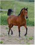 Moonlite Lady