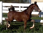 BL DancinAND APrancin #2A234764